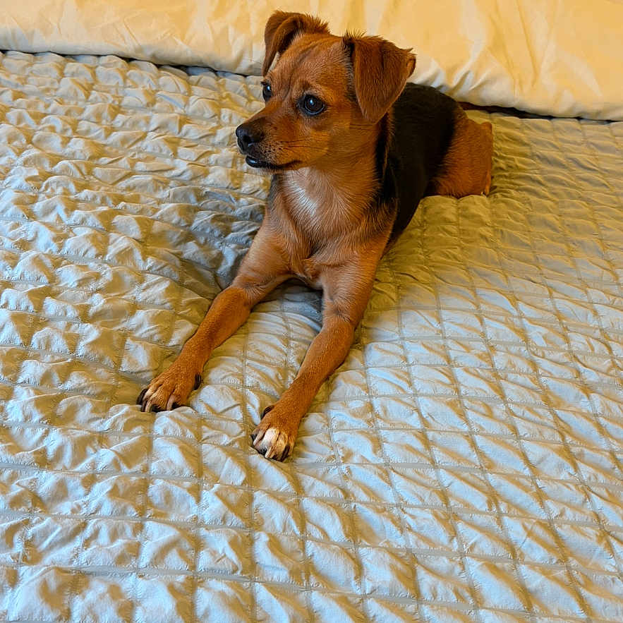 Tia participe au concours pour gagner de l'argent avec cette photo : dog, bed, blanket, pet, animal, indoor, brown, small_dog, fur, ears, looking_away, resting, cute, domestic_animal, home, texture, cozy, relaxed, four_legs, snout