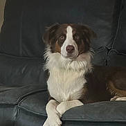 Izzy is registered to the contest to win money with this photo: animal, brown, canine, companion, couch, cute, dog, domestic, friendly, fur, furry, household, indoor, leather, paws, pet, portrait, relaxed, sitting, white