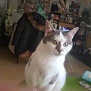 Choupette a rejoint le concours — aidez-le/la à gagner de superbes lots ! animal, cat, chair, closeup, clutter, coat, curious, decoration, domestic, furniture, gray_fur, green_eyes, indoor, pet, poster, room, shelf, table, whiskers, white_fur