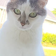 Choupette participe au concours pour gagner de l'argent avec cette photo : cat, window, green_eyes, white_fur, gray_fur, closeup, outdoor, curious, pet, animal, face, whiskers, ears, nose, daylight, nature, grass, building, portrait, looking