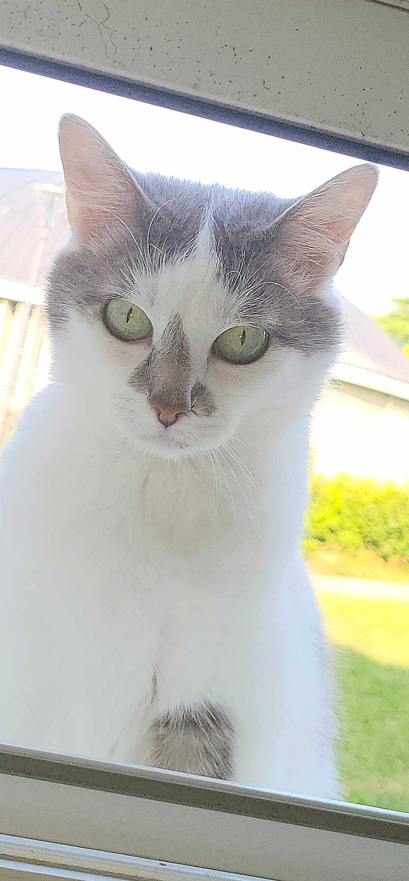 Choupette