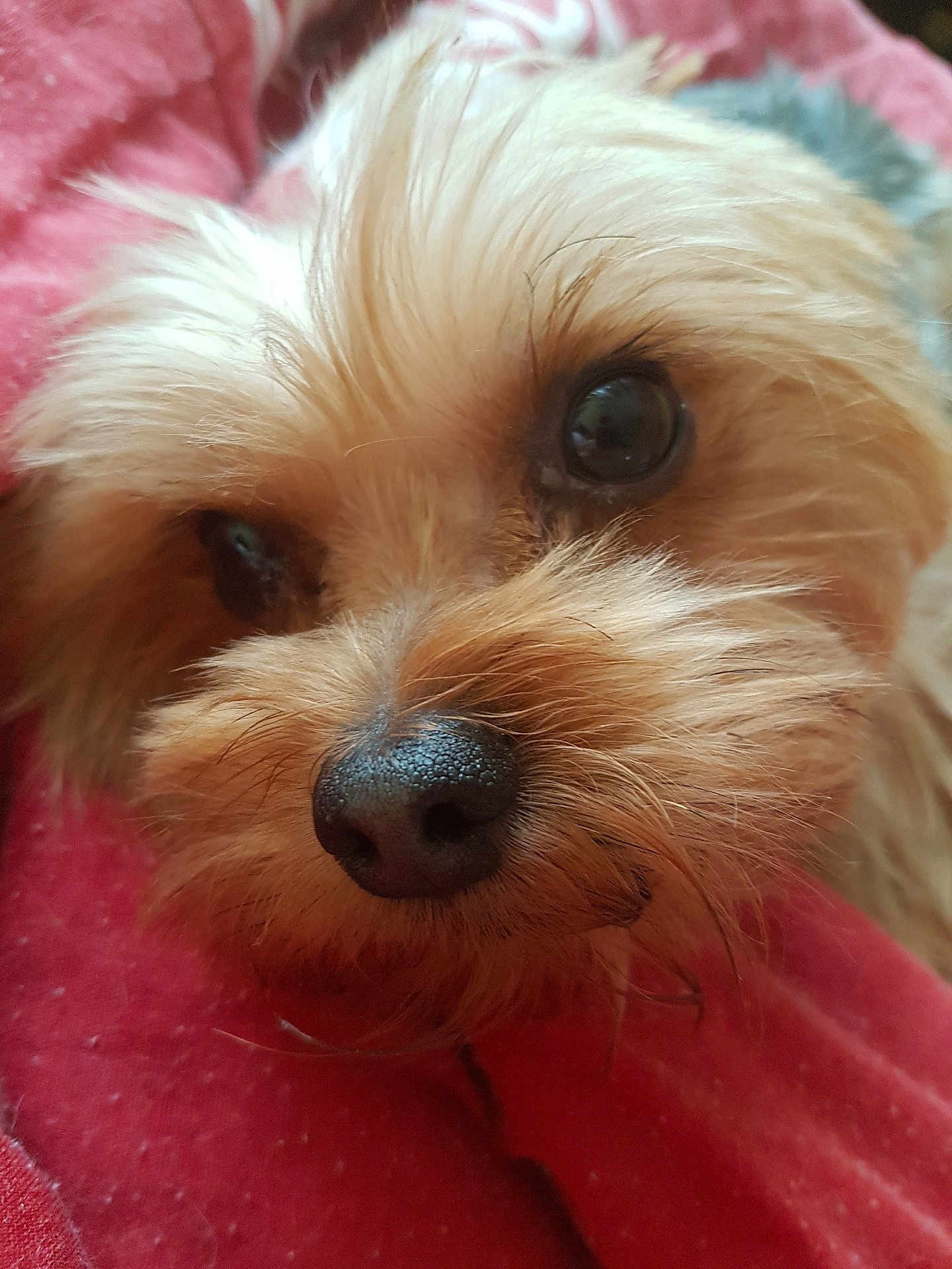Joker a rejoint le concours — aidez-le/la à gagner de superbes lots ! dog, close_up, fluffy, nose, eyes, pet, animal, fur, texture, red, face, portrait, cute, whiskers, domestic_animal, canine, snout, resting, indoor, soft