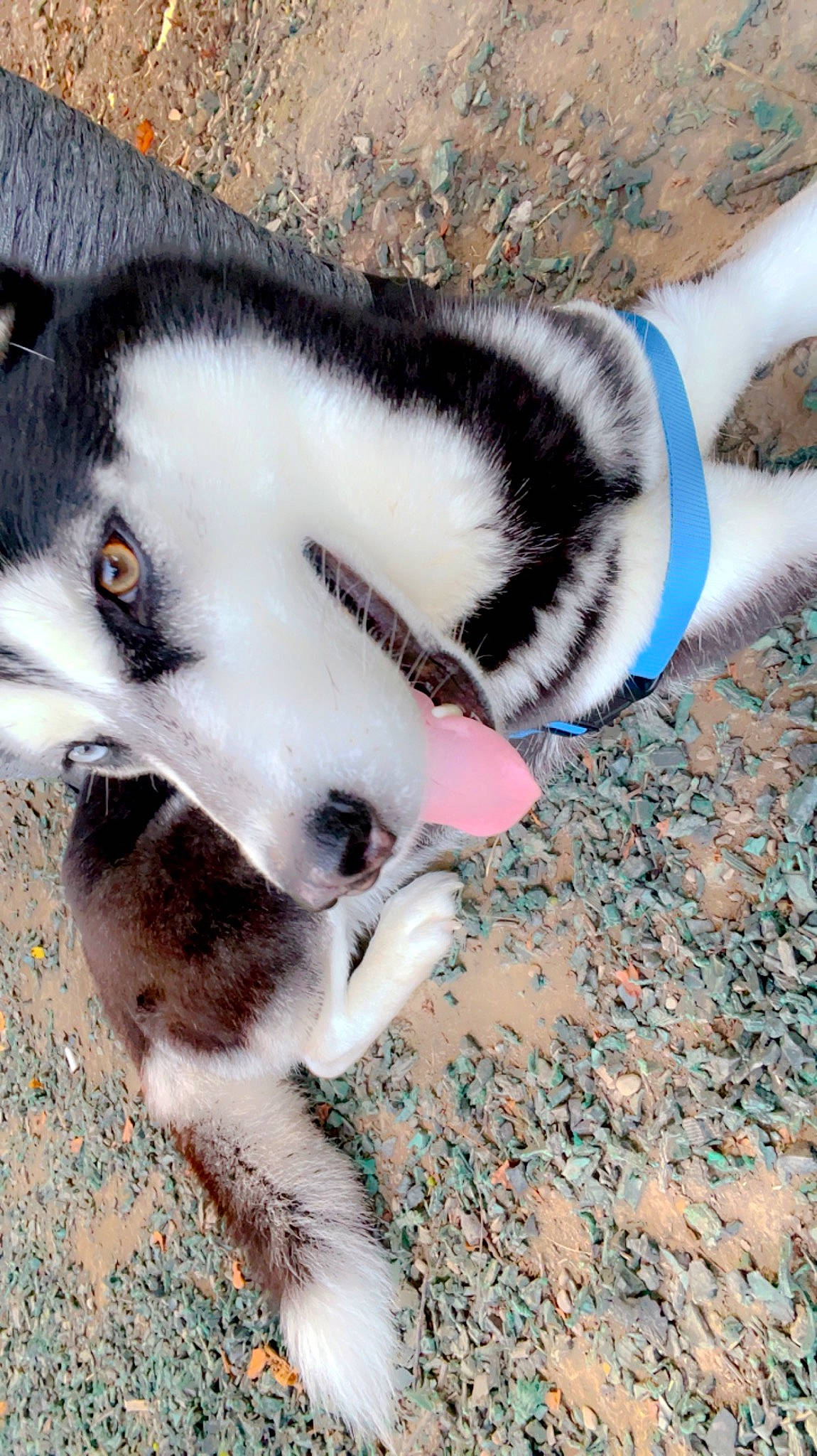 Mishka is registered to the contest to win money with this photo: ancient_dog_breeds, canidae, canis, carnivore, companion_dog, dog, dog_breed, fawn, fur, non_sporting_group, paw, siberian_husky, sled_dog, snout, sporting_group, terrestrial_animal, whiskers, working_animal, working_dog