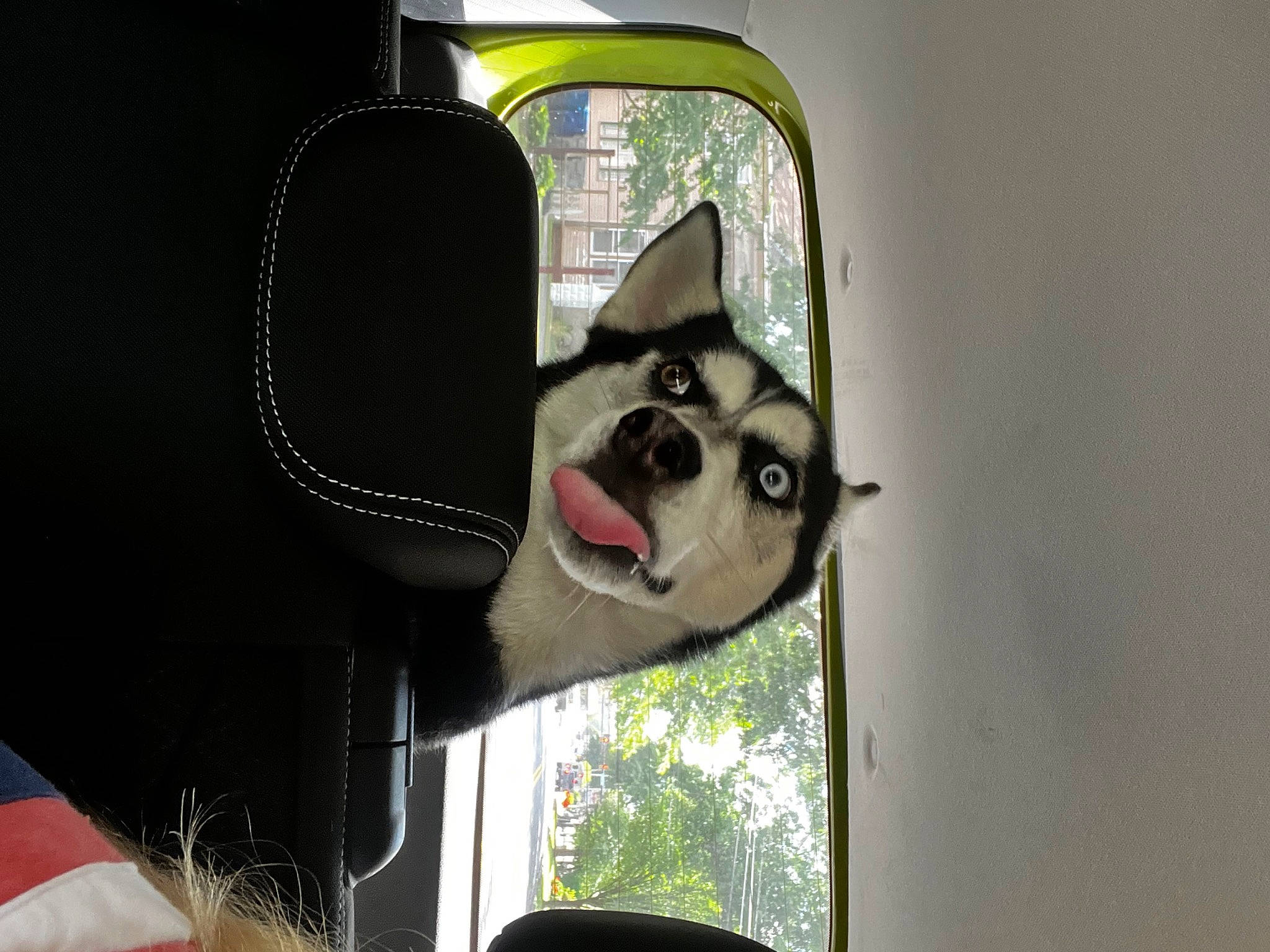 Mishka joined the competition — help win amazing prizes! auto_part, automotive_exterior, automotive_lighting, canidae, carnivore, companion_dog, dog, dog_breed, dog_supply, eyewear, fur, glass, motor_vehicle, non_sporting_group, snout, sporting_group, vehicle_door, working_animal, working_dog