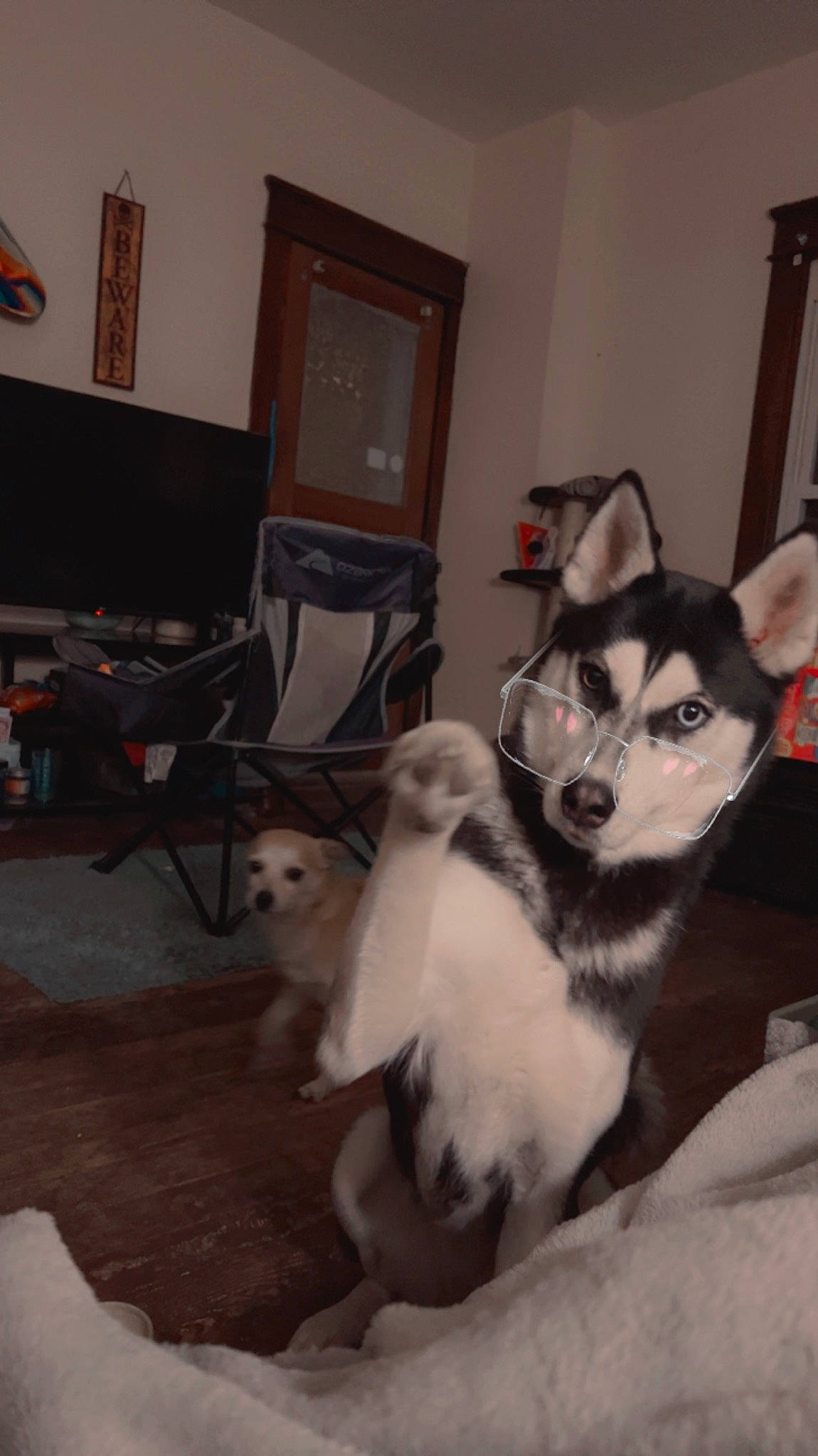 Mishka is registered to the contest to win money with this photo: canidae, canis, carnivore, companion_dog, dog, dog_breed, flooring, fur, hardwood, non_sporting_group, picture_frame, room, siberian_husky, sled_dog, sporting_group, tail, working_animal, working_dog