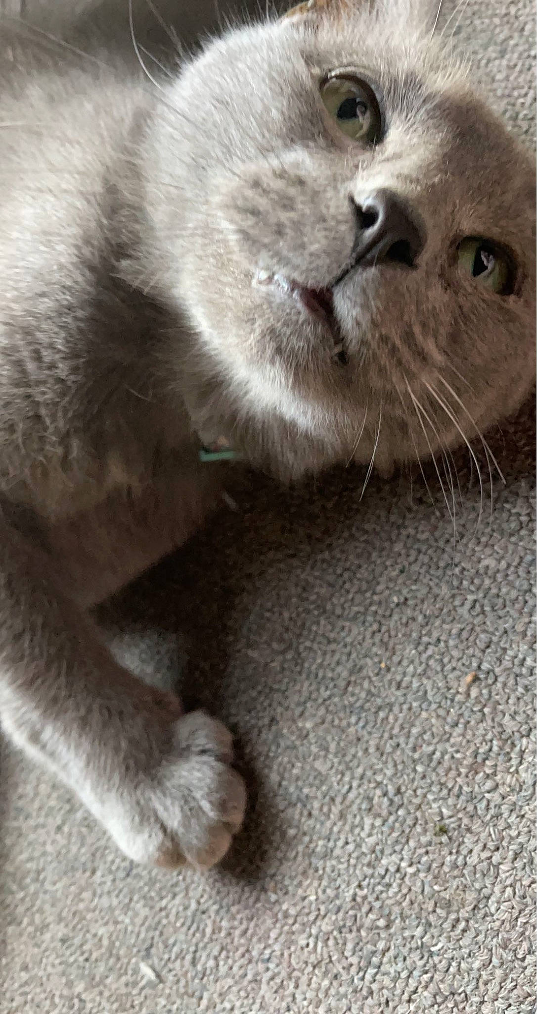 Bloo is registered to the contest to win money with this photo: carnivore, cat, claw, comfort, domestic_short_haired_cat, felidae, fur, grey, paw, russian_blue, small_to_medium_sized_cats, snout, terrestrial_animal, thai, whiskers