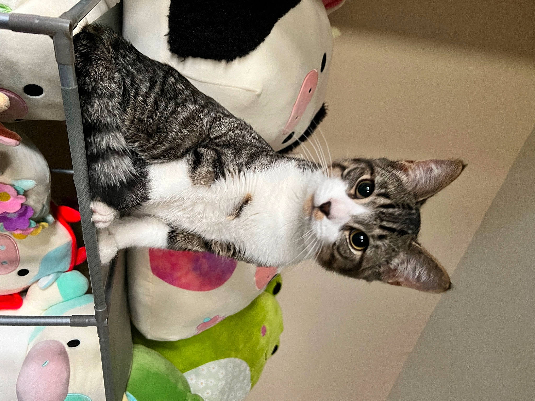 Prince joined the competition — help win amazing prizes! art, carmine, carnivore, cat, claw, collar, domestic_short_haired_cat, fashion_accessory, felidae, foot, fur, mammal, paw, small_to_medium_sized_cats, snout, tail, vertebrate, whiskers