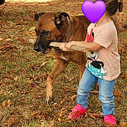 Nil participe au concours pour gagner de l'argent avec cette photo : dog, child, stick, outdoor, grass, leaves, autumn, playing, casual_clothing, jeans, pink_shoes, brown_dog, toddler, nature, daylight, grass_field, fun, active, pet, park