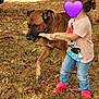 active, autumn, brown_dog, casual_clothing, child, daylight, dog, fun, grass, grass_field, jeans, leaves, nature, outdoor, park, pet, pink_shoes, playing, stick, toddler