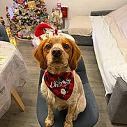 Tyson participe au concours pour gagner de l'argent avec cette photo : bandana, bed, chair, christmas, christmas_tree, couch, cute, decorations, dog, festive, holiday, indoors, lights, living_room, ornaments, pet, portrait, presents, sitting, wooden_floor