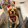 bandana, bed, chair, christmas, christmas_tree, couch, cute, decorations, dog, festive, holiday, indoors, lights, living_room, ornaments, pet, portrait, presents, sitting, wooden_floor