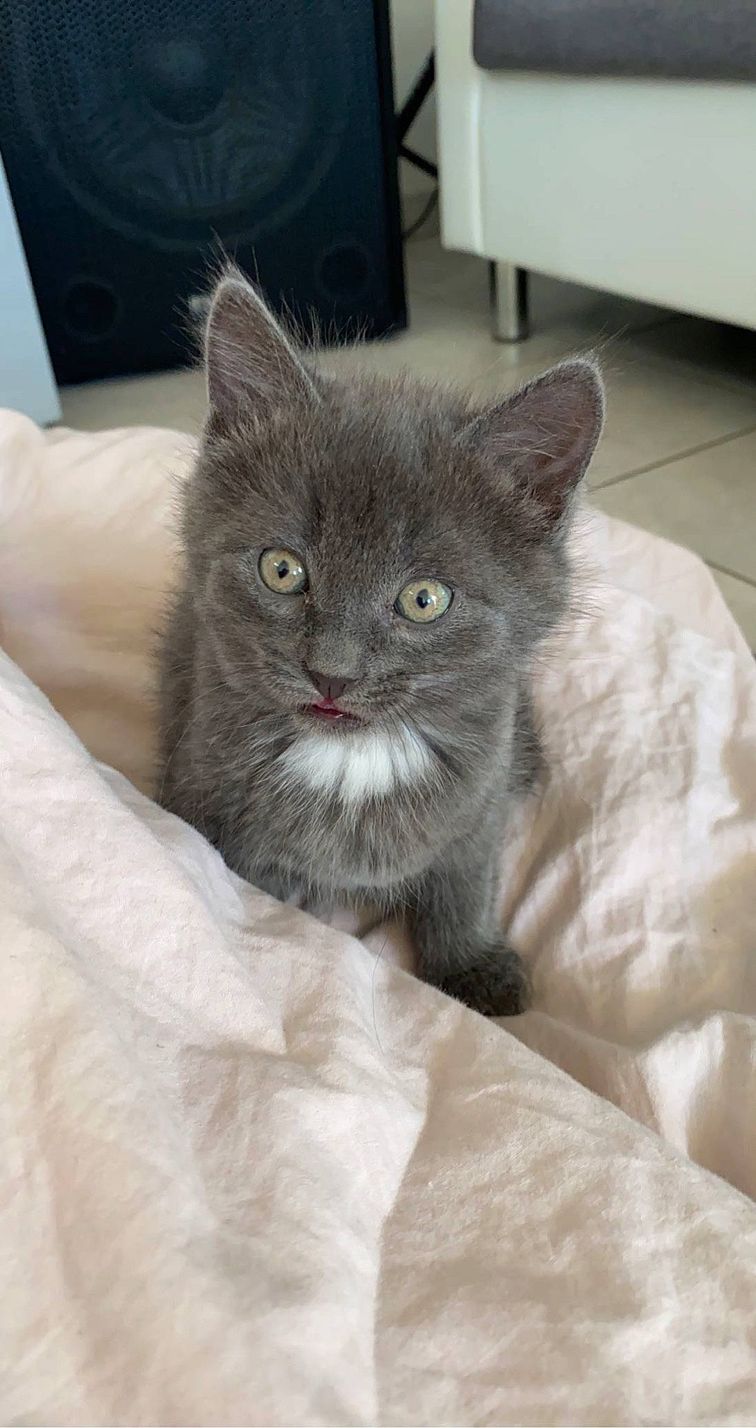 Mía a rejoint le concours — aidez-le/la à gagner de superbes lots ! british_longhair, carnivore, cat, cat_supply, claw, comfort, couch, domestic_short_haired_cat, felidae, fur, grey, small_to_medium_sized_cats, snout, terrestrial_animal, whiskers