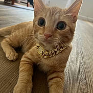 Cheese is registered to the contest to win money with this photo: cat, kitten, orange_tabby, pet, animal, indoor, floor, wooden_floor, jewelry, necklace, gold_chain, cute, young, whiskers, paw, relaxed, eyes, feline, house, domestic