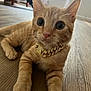 cat, kitten, orange_tabby, pet, animal, indoor, floor, wooden_floor, jewelry, necklace, gold_chain, cute, young, whiskers, paw, relaxed, eyes, feline, house, domestic