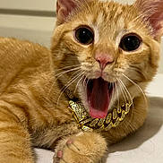 Cheese is registered to the contest to win money with this photo: animal, cat, closeup, collar, cute, diamond_studs, ears, face, fur, gold_chain, indoor, kitten, lying_down, mouth_open, orange_tabby, paw, pet, playful, tongue, whiskers