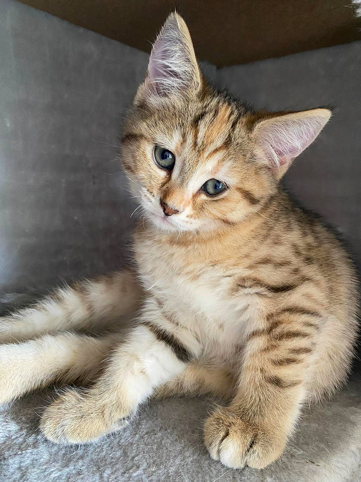 Kenya participe au concours pour gagner de l'argent avec cette photo : carnivore, cat, claw, domestic_short_haired_cat, felidae, fur, paw, small_to_medium_sized_cats, tail, terrestrial_animal, whiskers