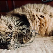 Charlie is registered to the contest to win money with this photo: cat, tabby, fluffy, pet, animal, feline, cute, sleeping, paw, indoor, cozy, fur, resting, closeup, whiskers, soft, relaxed, domestic, mammal, cute_pose