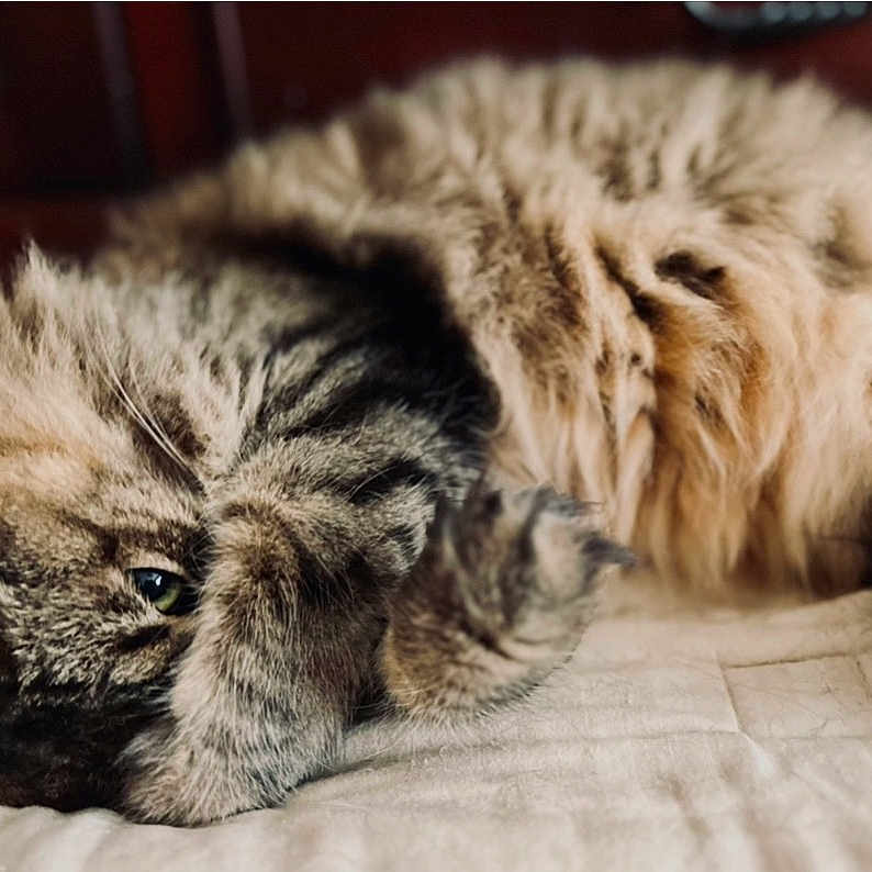 Charlie is registered to the contest to win money with this photo: cat, tabby, fluffy, pet, animal, feline, cute, sleeping, paw, indoor, cozy, fur, resting, closeup, whiskers, soft, relaxed, domestic, mammal, cute_pose