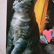 Snickers is registered to the contest to win money with this photo: cat, tabby, gray_fur, sitting, indoor, pet, whiskers, ears, feline, looking_away, hearts, soft_light, shadow, furry, animal, cute, domestic, portrait, quiet, cozy