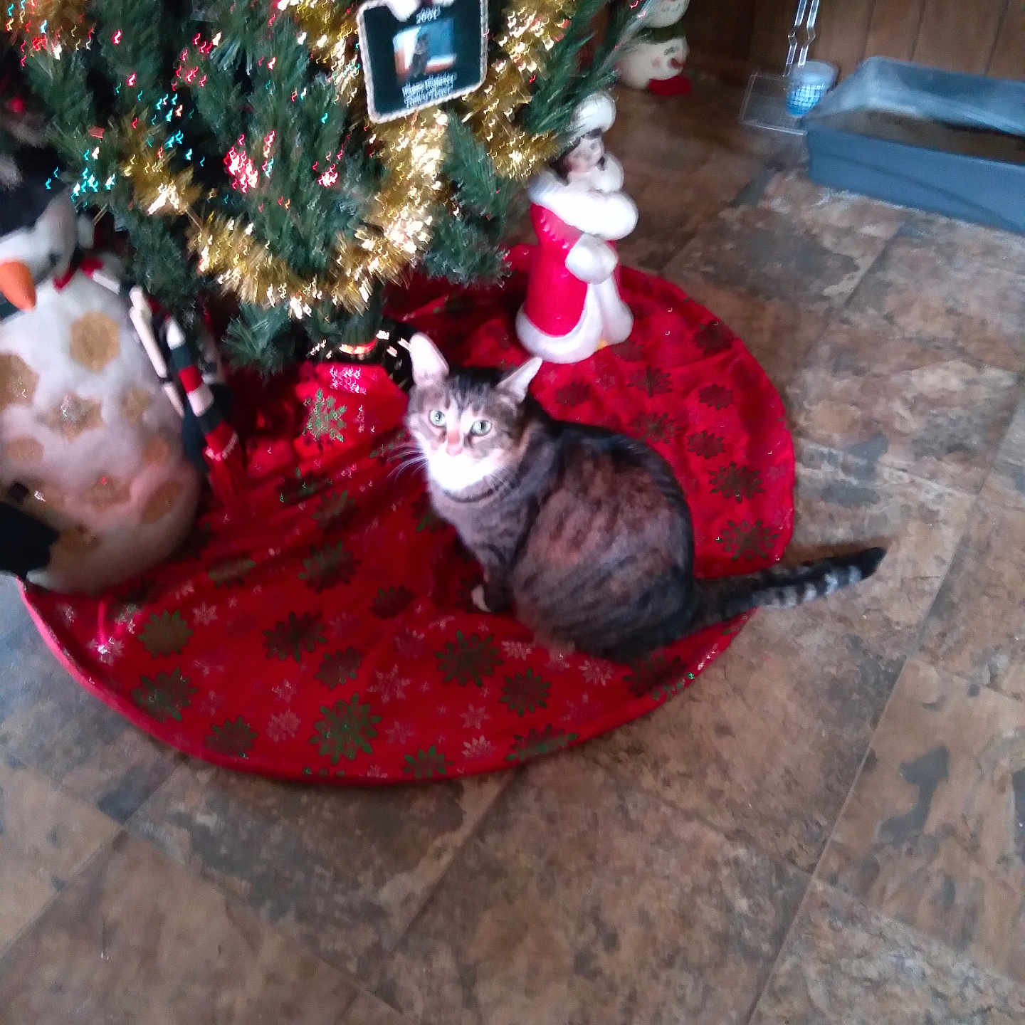 Gizmo joined the competition — help win amazing prizes! animal, cat, christmas, christmas_decorations, christmas_tree, decor, festive, figurine, floor, holiday, home, indoor, ornaments, pet, seasonal, snowman, tabby_cat, tile_floor, tinsel, tree_skirt