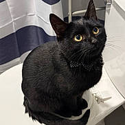 Loki joined the competition — help win amazing prizes! black_cat, cat, bow_tie, toilet_seat, bathroom, curious, pet, indoor, striped_curtain, yellow_eyes, feline, whiskers, sitting, domestic_cat, cute, portrait, animal, fur, close_up, household