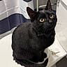 black_cat, cat, bow_tie, toilet_seat, bathroom, curious, pet, indoor, striped_curtain, yellow_eyes, feline, whiskers, sitting, domestic_cat, cute, portrait, animal, fur, close_up, household