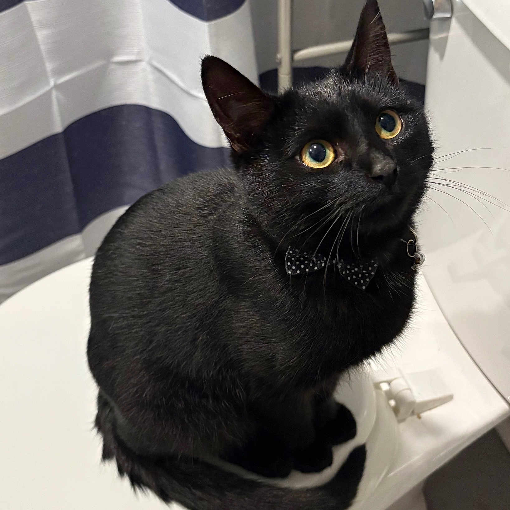 Loki joined the competition — help win amazing prizes! black_cat, cat, bow_tie, toilet_seat, bathroom, curious, pet, indoor, striped_curtain, yellow_eyes, feline, whiskers, sitting, domestic_cat, cute, portrait, animal, fur, close_up, household