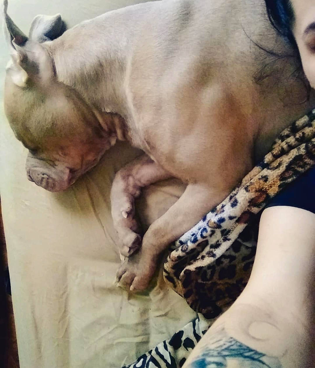 Kaine joined the competition — help win amazing prizes! canidae, carnivore, companion_dog, dog, dog_breed, fawn, flesh, hand, human, non_sporting_group, puppy_love, snout, tattoo