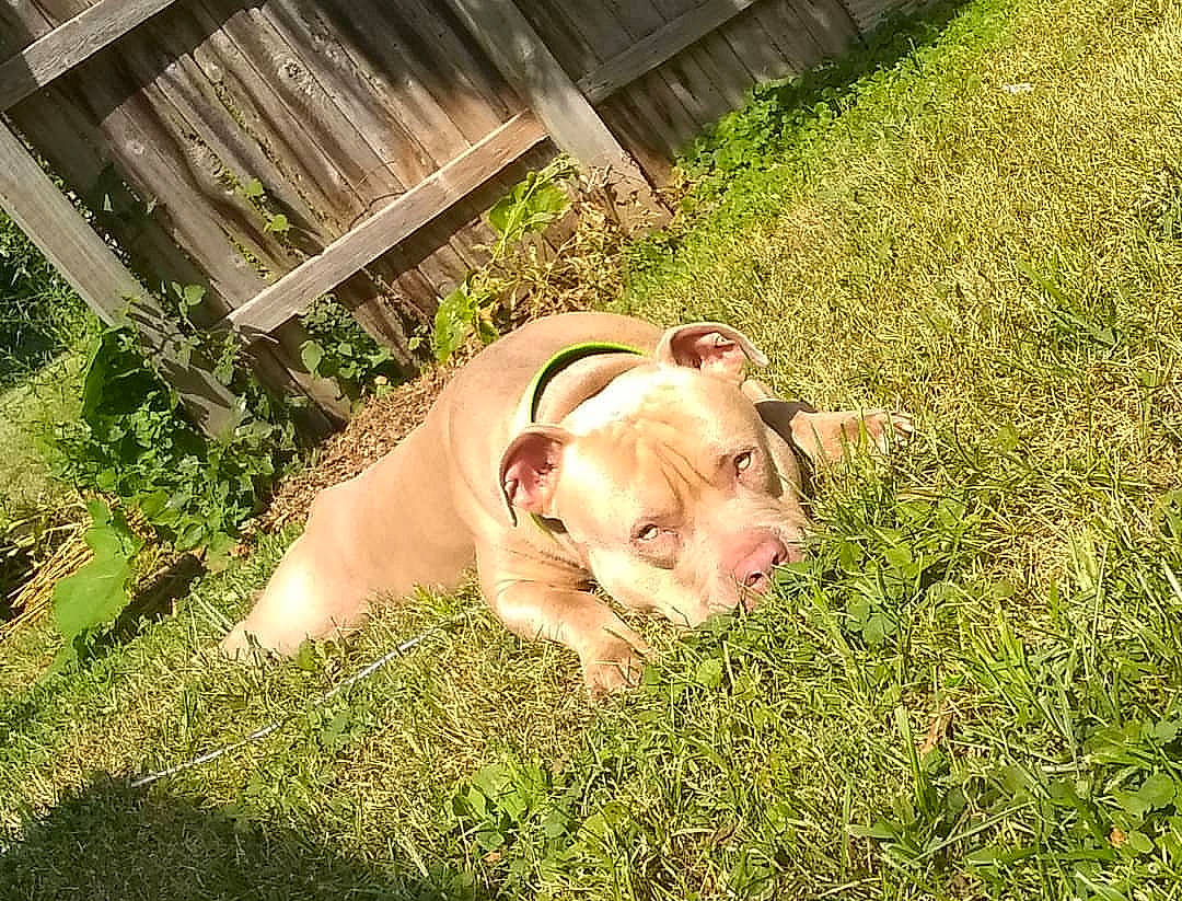 Kaine joined the competition — help win amazing prizes! american_pit_bull_terrier, american_staffordshire_terrier, bulldog, canidae, carnivore, companion_dog, dog, dog_breed, ear, fawn, grass, lawn, mammal, non_sporting_group, pit_bull, puppy, sporting_group