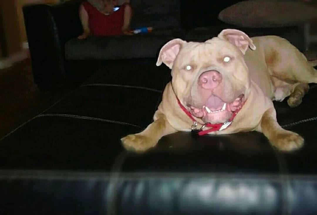 Kaine joined the competition — help win amazing prizes! american_bulldog, american_pit_bull_terrier, bulldog, canidae, carnivore, dog, dog_breed, fawn, mammal, non_sporting_group, olde_english_bulldogge, pit_bull, rare_breed_dog, snout, valley_bulldog, vertebrate