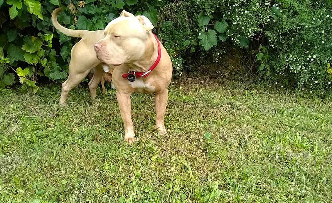 Kaine joined the competition — help win amazing prizes! american_bulldog, american_pit_bull_terrier, canidae, carnivore, dog, dog_breed, dorset_olde_tyme_bulldogge, fawn, grass, mammal, non_sporting_group, pit_bull, sporting_group, vertebrate