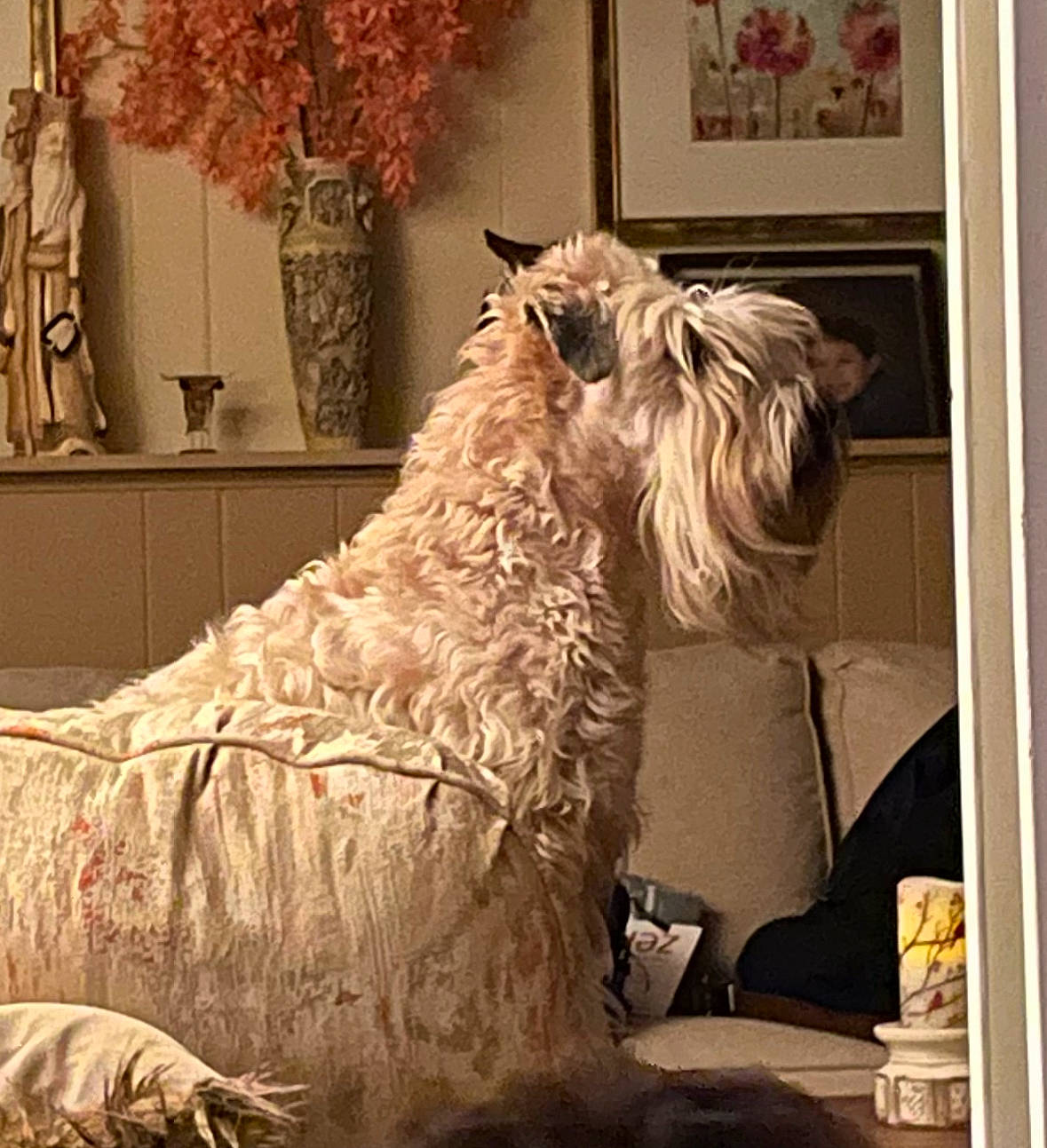 Winston joined the competition — help win amazing prizes! canidae, carnivore, comfort, companion_dog, dog, dog_breed, dog_supply, flowerpot, fur, liver, non_sporting_group, picture_frame, room, small_terrier, sporting_group, terrier, toy_dog, wood