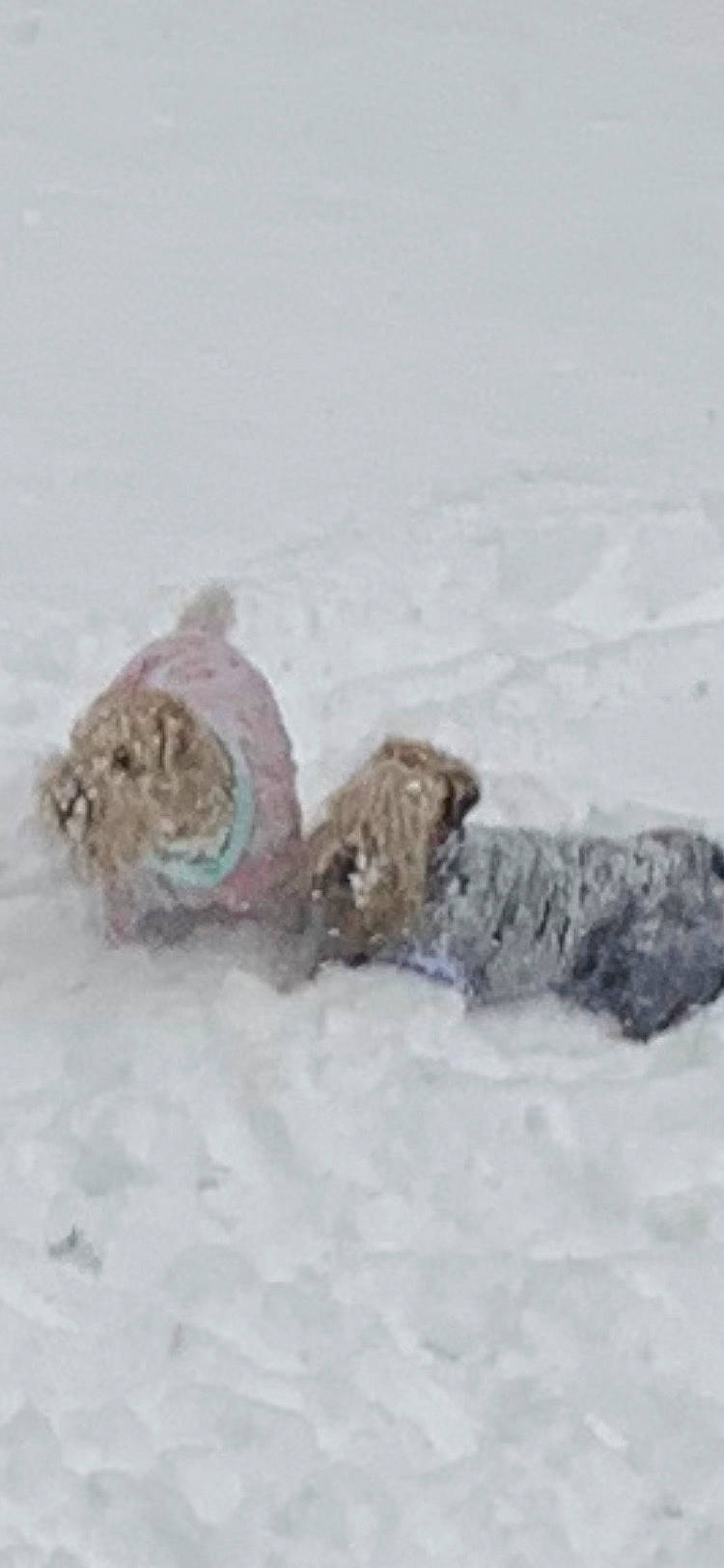 Winston joined the competition — help win amazing prizes! canidae, dog_breed, fashion_accessory, freezing, fur, paw, snow, sporting_group, winter