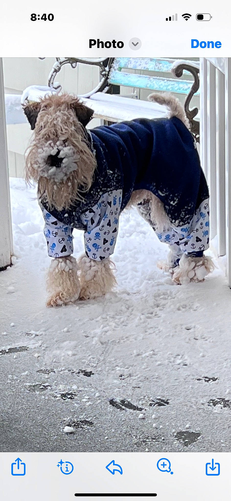 Winston is registered to the contest to win money with this photo: canidae, carnivore, collar, companion_dog, dog, dog_breed, dog_clothes, dog_collar, dog_supply, electric_blue, fur, non_sporting_group, pet_supply, small_terrier, snout, sporting_group, terrier, toy_dog, winter, working_animal