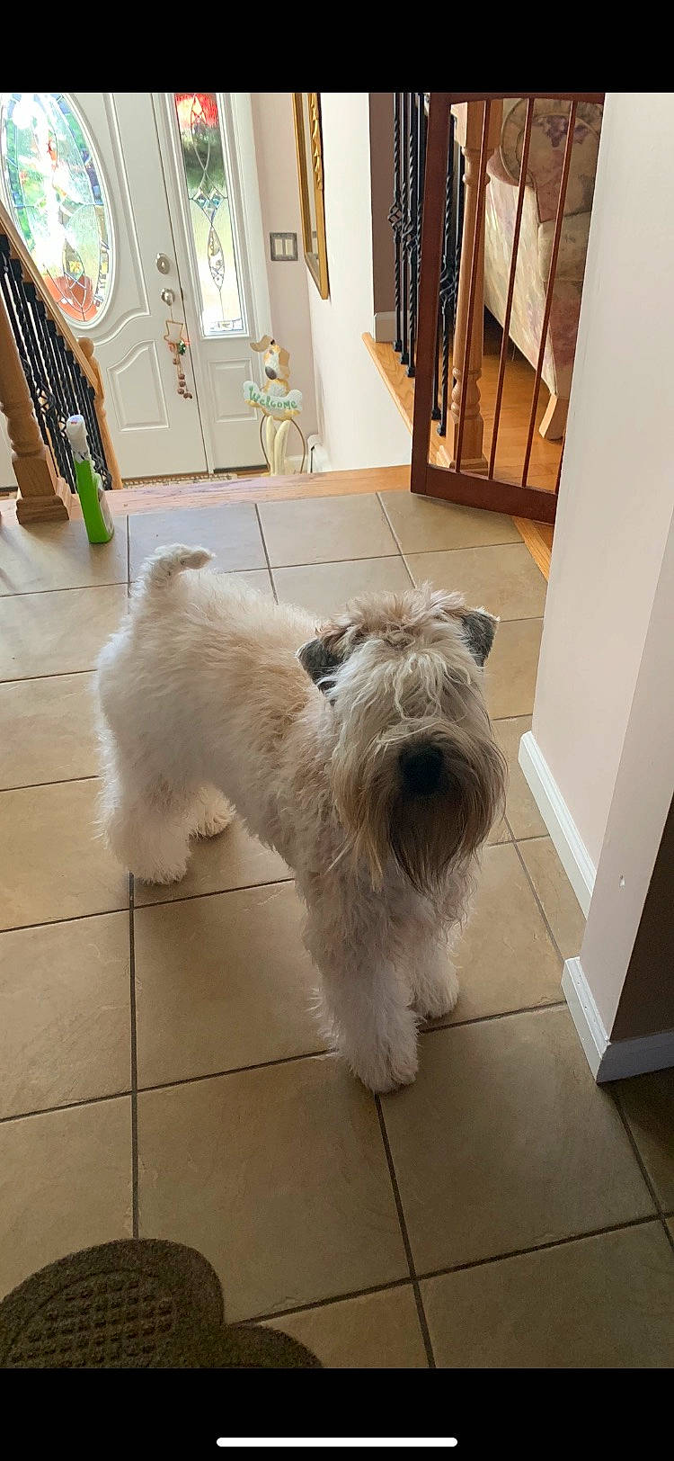 Winston joined the competition — help win amazing prizes! cabinetry, carnivore, collar, companion_dog, dog, dog_breed, floor, flooring, fur, hardwood, picture_frame, small_terrier, snout, sporting_group, standard_schnauzer, tail, terrier, toy_dog, wood, working_animal