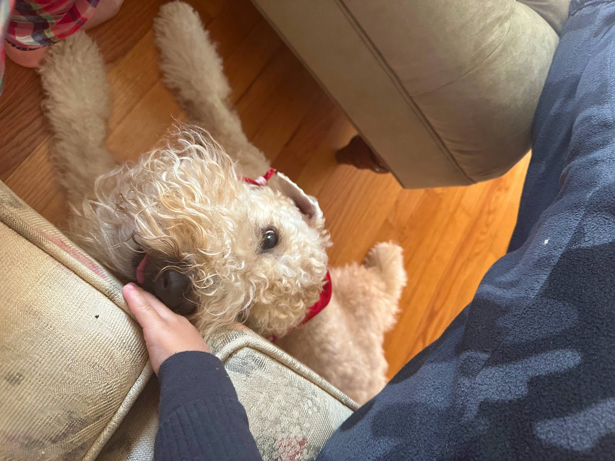 River joined the competition — help win amazing prizes! carnivore, cockapoo, comfort, companion_dog, dog, dog_breed, fawn, foot, fur, glasses, labradoodle, small_terrier, stuffed_toy, sunglasses, terrier, toy, toy_dog, watch, whiskers, working_animal