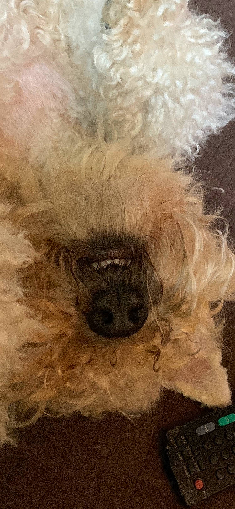 River is registered to the contest to win money with this photo: canidae, carnivore, companion_dog, dog, dog_breed, dog_supply, fawn, fur, head, liver, maltepoo, shih_poo, small_terrier, snout, sporting_group, terrier, toy_dog, whiskers, working_animal, yorkipoo