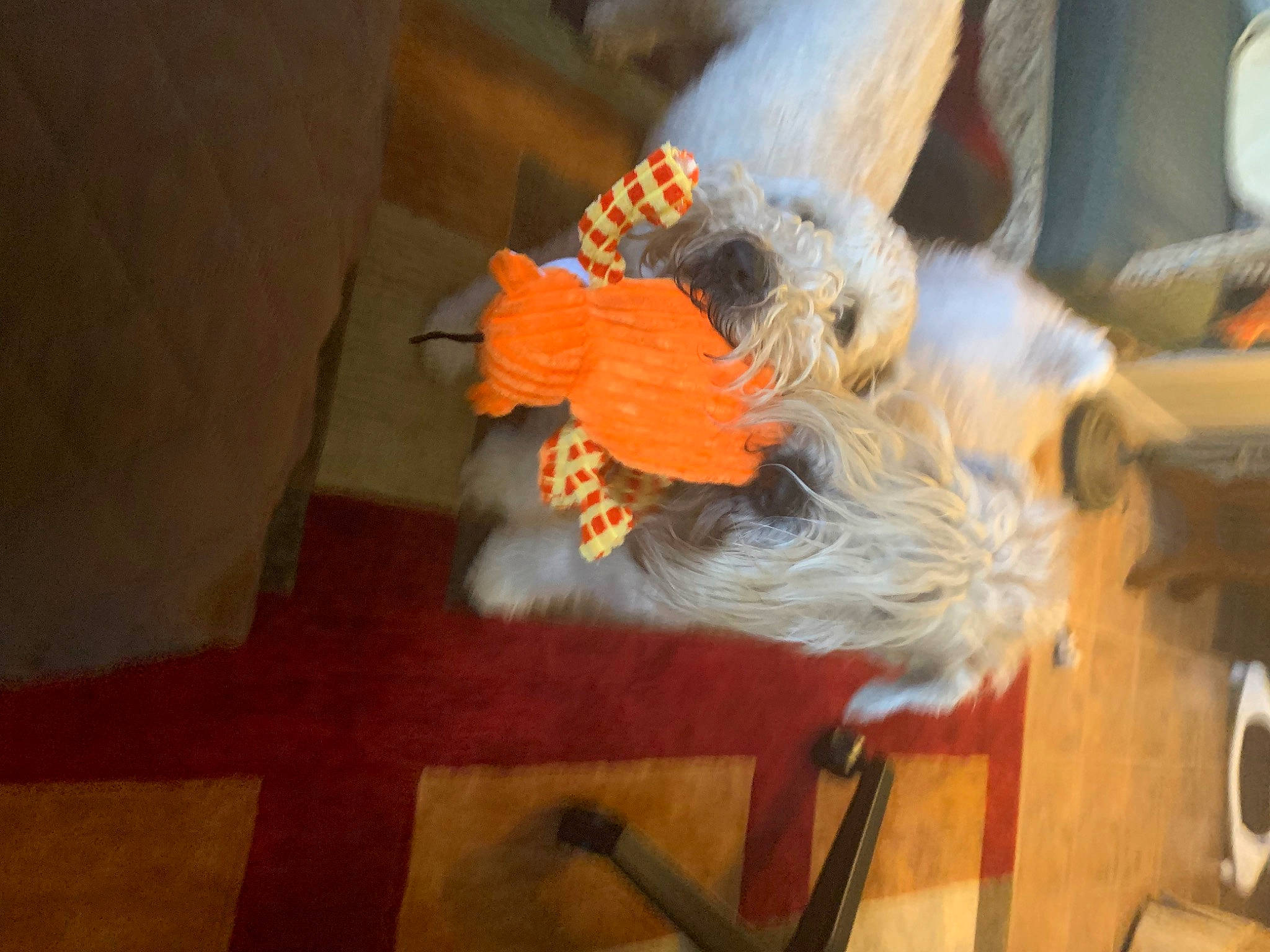 River is registered to the contest to win money with this photo: event, flooring, fur, hardwood, room, tradition, wood