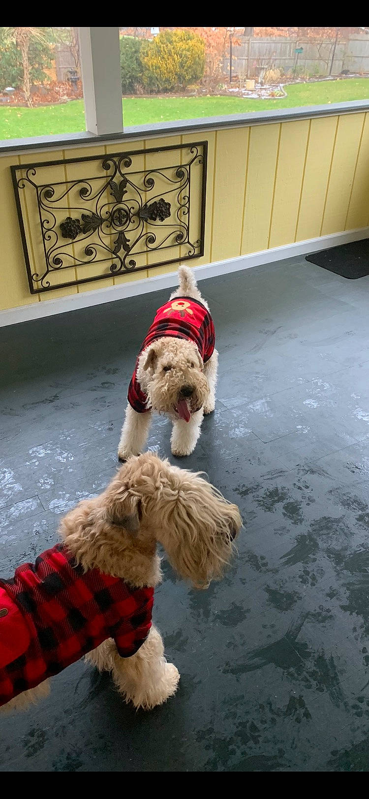 River is registered to the contest to win money with this photo: canidae, carnivore, collar, companion_dog, dog, dog_breed, dog_clothes, dog_collar, dog_supply, fashion_accessory, flooring, fur, holiday, leash, pet_supply, small_terrier, sporting_group, terrier, toy_dog, working_animal