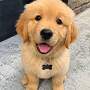 Okia a rejoint le concours — aidez-le/la à gagner de superbes lots ! adorable, animal, bone_tag, brown, collar, concrete, cute, dog, fluffy, friendly, fur, golden_retriever, happy, outdoor, pet, portrait, puppy, sitting, tongue_out, young
