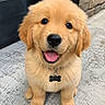 adorable, animal, bone_tag, brown, collar, concrete, cute, dog, fluffy, friendly, fur, golden_retriever, happy, outdoor, pet, portrait, puppy, sitting, tongue_out, young