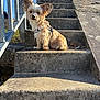 Lexa a rejoint le concours — aidez-le/la à gagner de superbes lots ! dog, outdoor, stairs, concrete, sunlight, pet, animal, ears, fur, curious, tilt, rustic, daylight, portrait, sitting, small_dog, leash, blue_sky, metal_railing, nature