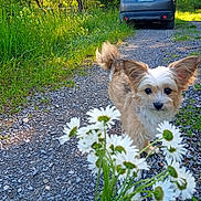 Lexa a rejoint le concours — aidez-le/la à gagner de superbes lots ! dog, small_dog, gravel_path, flowers, daisies, greenery, grass, car, outdoor, nature, sunlight, ears, walking, pet, cute, fur, plants, road, daytime, animal