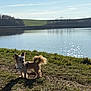 Lexa a rejoint le concours — aidez-le/la à gagner de superbes lots ! dog, small_dog, grass, lake, water, outdoor, nature, sunlight, shadow, ears, fur, pet, animal, daytime, scenery, field, trees, sky, hills, walking