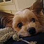 dog, close_up, pet, fur, eyes, nose, blanket, charm, necklace, indoor, cozy, resting, cute, animal, portrait, soft, decorative, chain, warm, relaxed