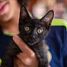 black_kitten, cat, kitten, pet, animal, person, hand, holding, indoor, portrait, close_up, wide_eyes, curious, young, feline, domestic_animal, blurred_background, clothing, blue_shirt, neon_green