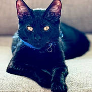 Zeus is registered to the contest to win money with this photo: animal, black_cat, cat, closeup, collar, couch, cute, domestic_cat, ears, feline, furry, golden_eyes, indoor, laying_down, pet, portrait, relaxed, resting, soft_light, whiskers