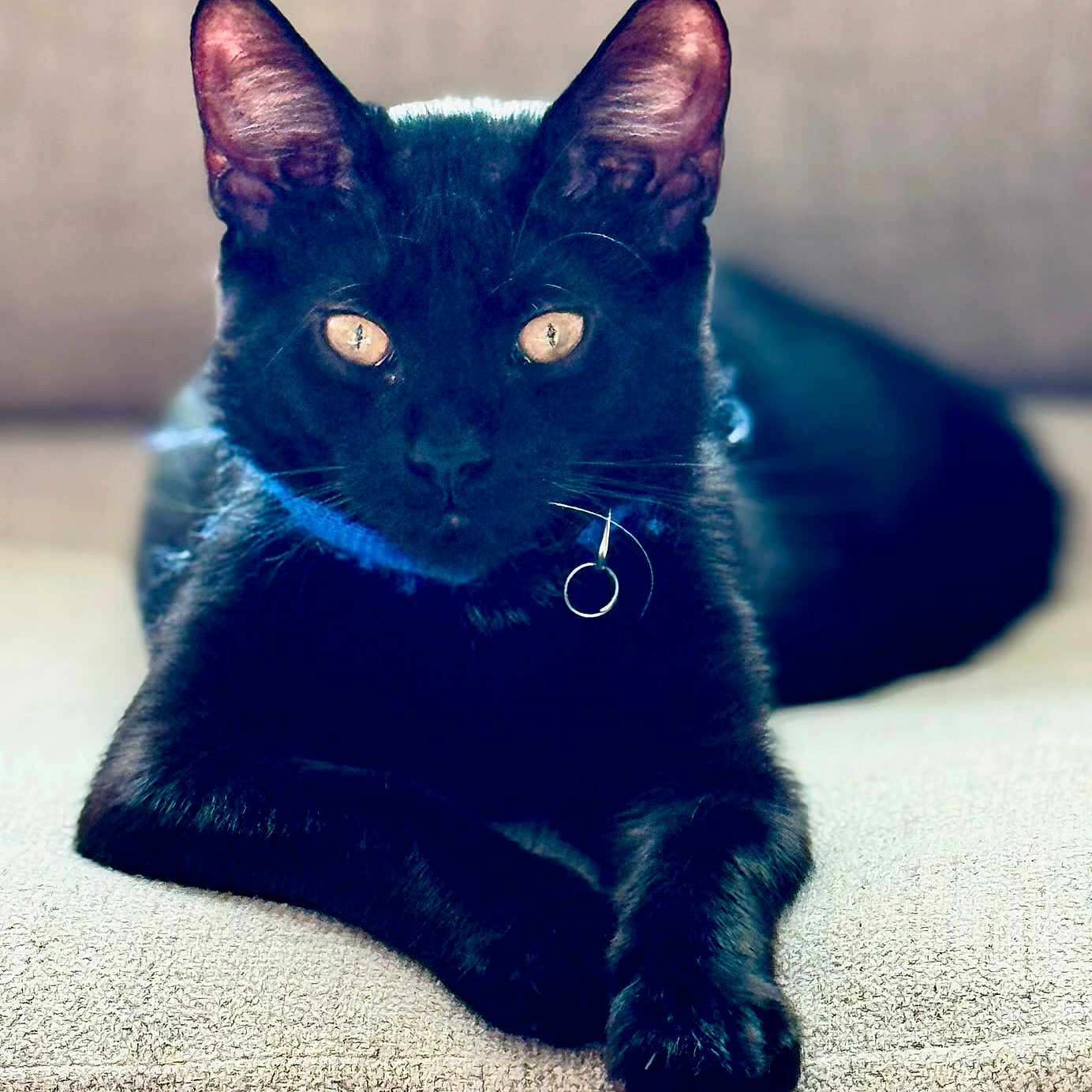 Zeus