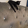 black_cat, cat, feline, pet, indoor, headboard, gray, tufted, fabric, tail, resting, relaxed, cozy, bedroom, home, furniture, soft, animal, domestic, cute