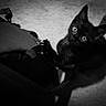black_cat, kitten, claws, bag, curious, indoor, pet, playful, straps, close_up, animal, feline, young_cat, black_and_white, texture, carpet, soft_light, looking_up, cute, portrait